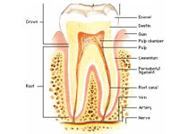 Endodontic Treatments